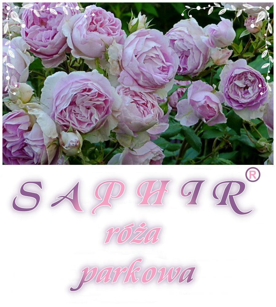 Saphir róże parkowe